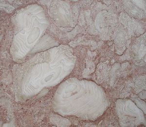 Rosa Fossils